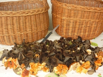 Cueillette de champignons en automne dans le Jura